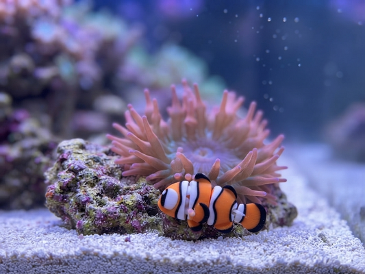 Mini Flexi Clownfisch orange-weiß-schwarz aus PLA – Seitenansicht im Aquarium-Setting von fks-design
